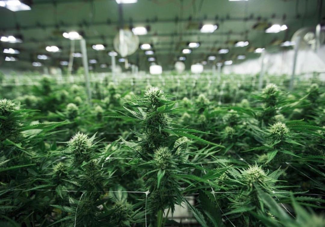 In Britain, allowed to sell medical marijuana