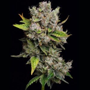 god's gift strain seeds