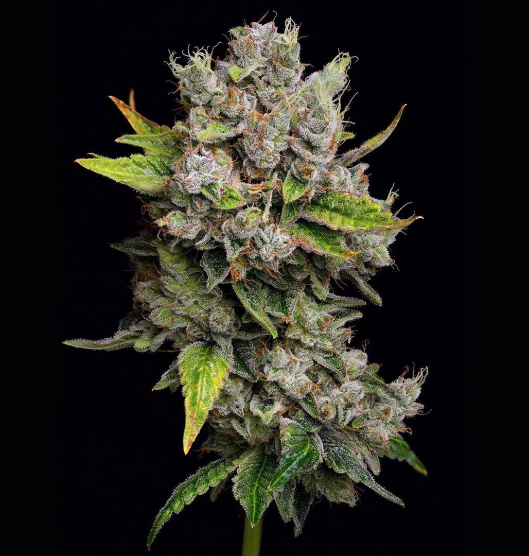 god's gift strain seeds