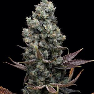 afghan kush ryder seeds