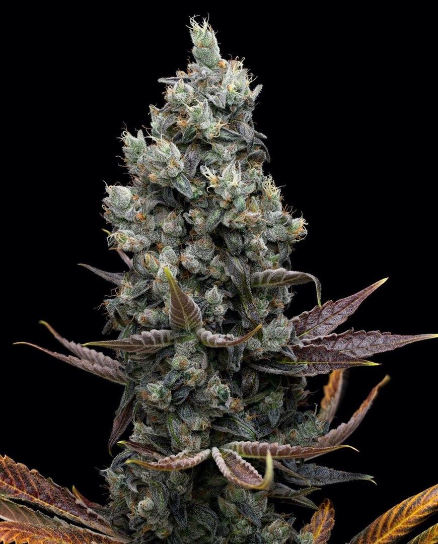 afghan kush ryder seeds